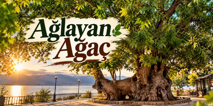 GÖLYAZI AĞLAYAN AĞAÇ HİKAYESİ