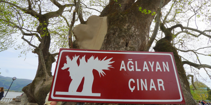 GÖLYAZI'DA BİR ÇINAR AĞACI